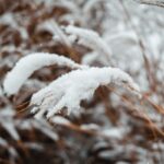 Trees in a German forest lightly covered with the first snow of the season