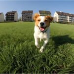 og running freely on Buberlbrunnen meadow in Obergiesing after new off-leash zone approval